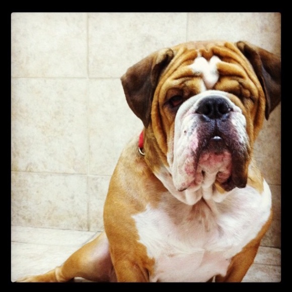 Meet your Posher, Shannon - Picture 1 of 2